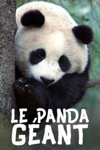 Le Panda géant