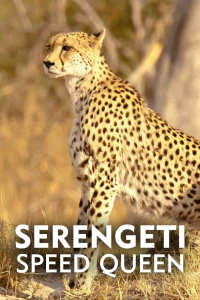 Serengeti Speed Queen