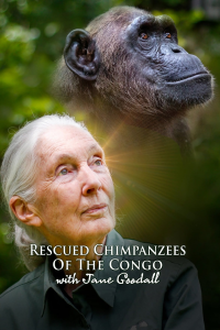 Jane Goodall et les chimpanzés de Tchimpounga